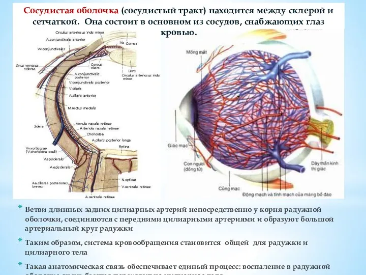 Сосудистая оболочка (сосудистый тракт) находится между склерой и сетчаткой. Она