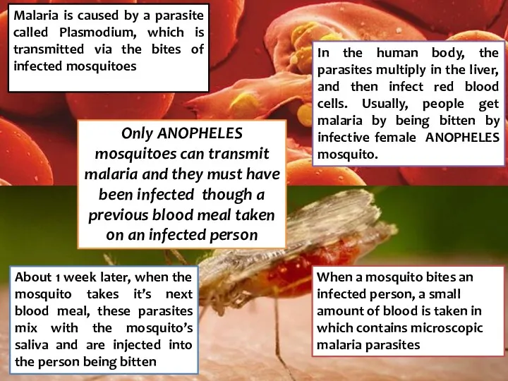 Malaria is caused by a parasite called Plasmodium, which is