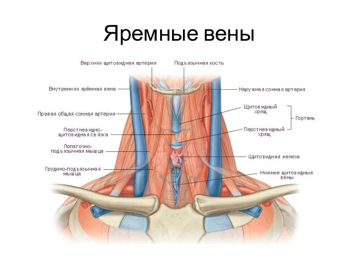 Яремные вены