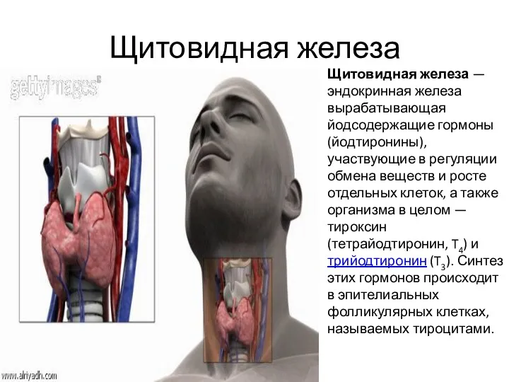 Щитовидная железа Щитовидная железа — эндокринная железа вырабатывающая йодсодержащие гормоны