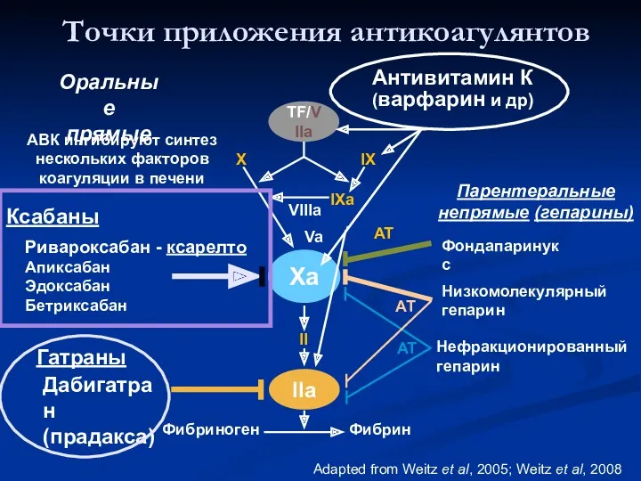 Нефракционированный гепарин AT Точки приложения антикоагулянтов Оральные прямые Парентеральные непрямые