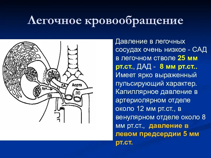 Легочное кровообращение Давление в легочных сосудах очень низкое - САД