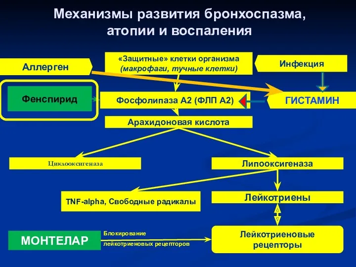 Механизмы развития бронхоспазма, атопии и воспаления «Защитные» клетки организма (макрофаги,