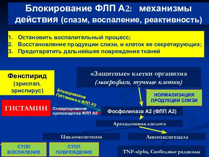 Остановить воспалительный процесс; Восстановление продукции слизи, и клеток ее секретирующих;