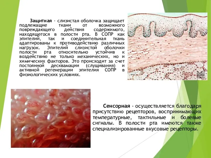 Защитная - слизистая оболочка защищает подлежащие ткани от возможного повреждающего