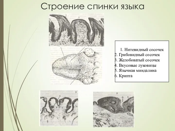 Строение спинки языка 1. Нитевидный сосочек . Грибовидный сосочек .