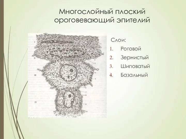 Многослойный плоский ороговевающий эпителий Слои: Роговой Зернистый Шиповатый Базальный