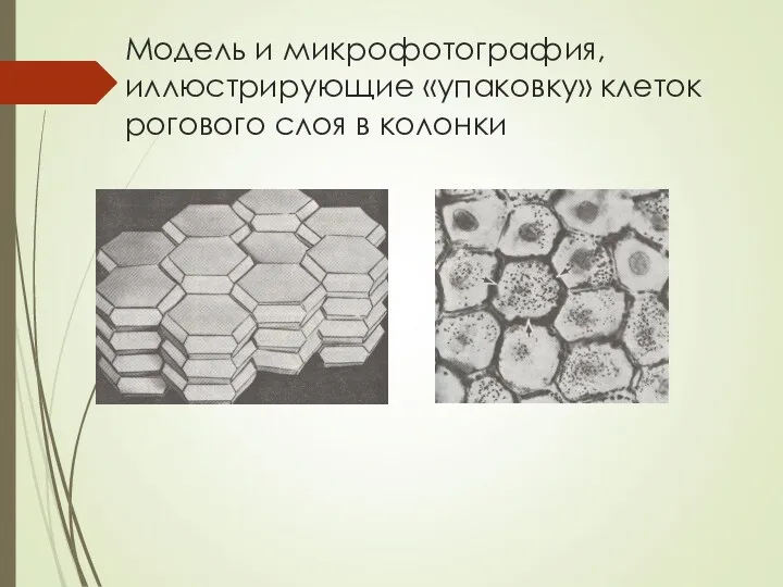 Модель и микрофотография, иллюстрирующие «упаковку» клеток рогового слоя в колонки