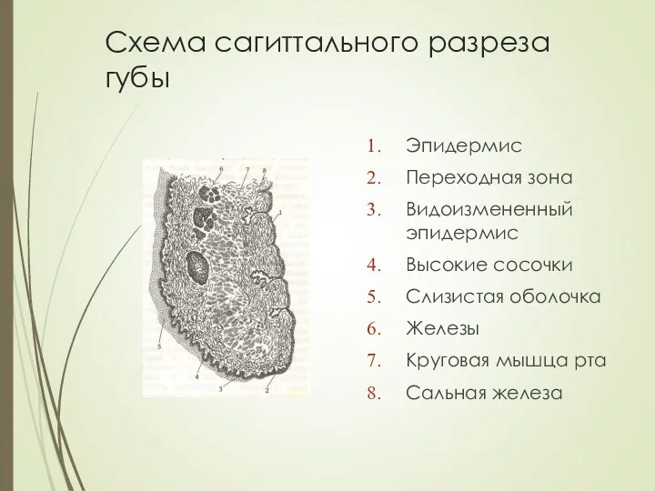 Схема сагиттального разреза губы Эпидермис Переходная зона Видоизмененный эпидермис Высокие