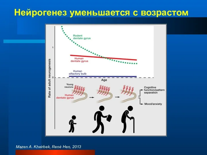 Mazen A. Kheirbek, René Hen, 2013 Нейрогенез уменьшается с возрастом