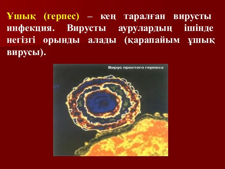 Ұшық (герпес) – кең таралған вирусты инфекция. Вирусты аурулардың ішінде негізгі орынды алады (қарапайым ұшық вирусы).