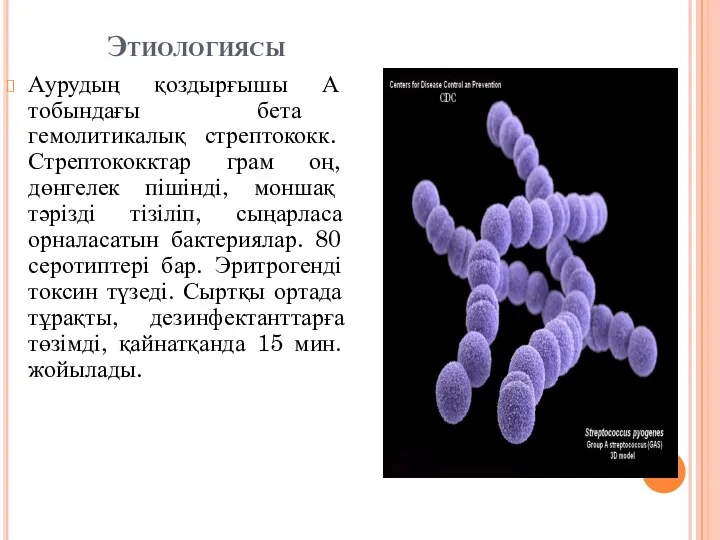 Этиологиясы Аурудың қоздырғышы А тобындағы бета гемолитикалық стрептококк. Стрептококктар грам