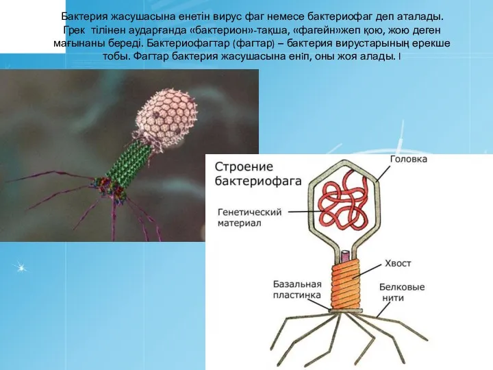 Бактерия жасушасына енетін вирус фаг немесе бактериофаг деп аталады. Грек