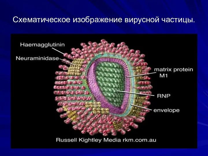 Схематическое изображение вирусной частицы.
