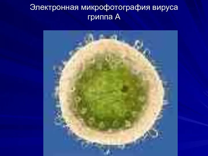 Электронная микрофотография вируса гриппа А
