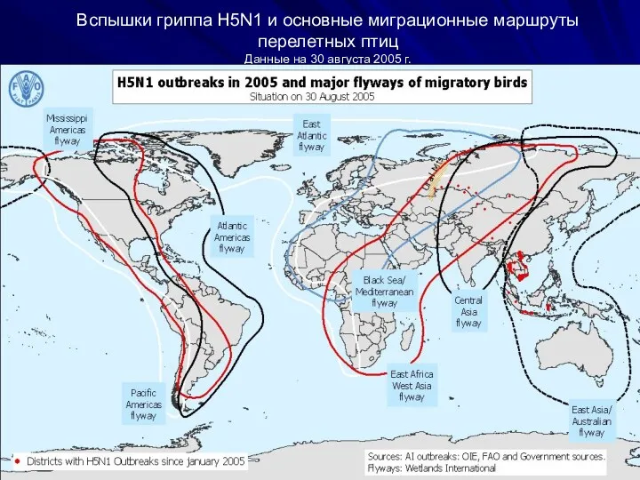 Вспышки гриппа H5N1 и основные миграционные маршруты перелетных птиц Данные на 30 августа 2005 г.