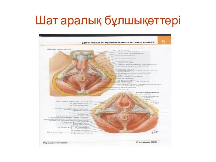 Шат аралық бұлшықеттері