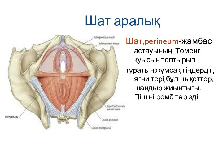 Шат аралық Шат,perineum-жамбас астауының Төменгі қуысын толтырып тұратын жұмсақ тіндердің яғни тері,бұлшықеттер, шандыр жиынтығы.Пішіні ромб тәрізді.