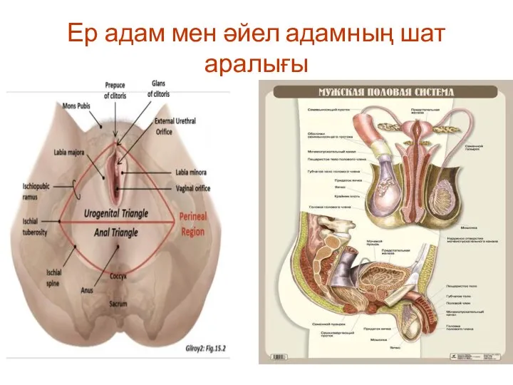 Ер адам мен әйел адамның шат аралығы