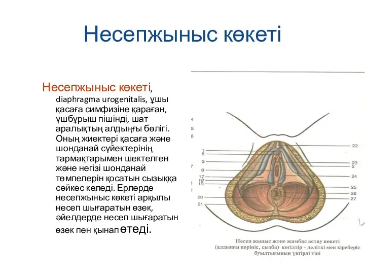 Несепжыныс көкеті Несепжыныс көкеті, diaphragma urogenitalis, ұшы қасаға симфизіне қараған,