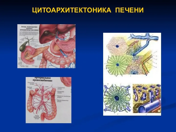 ЦИТОАРХИТЕКТОНИКА ПЕЧЕНИ