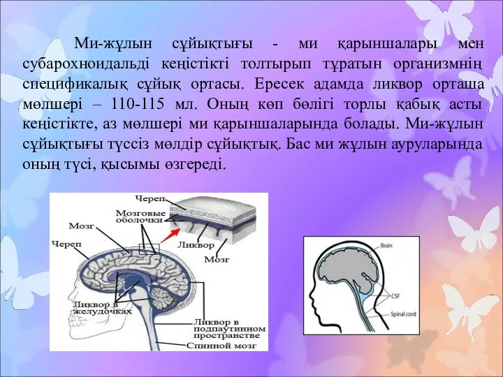 Ми-жұлын сұйықтығы - ми қарыншалары мен субарохноидальді кеңістікті толтырып тұратын