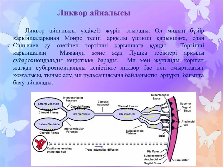 Ликвор айналысы үздіксіз жүріп отырады. Ол мидың бүйір қарыншаларынан Монро