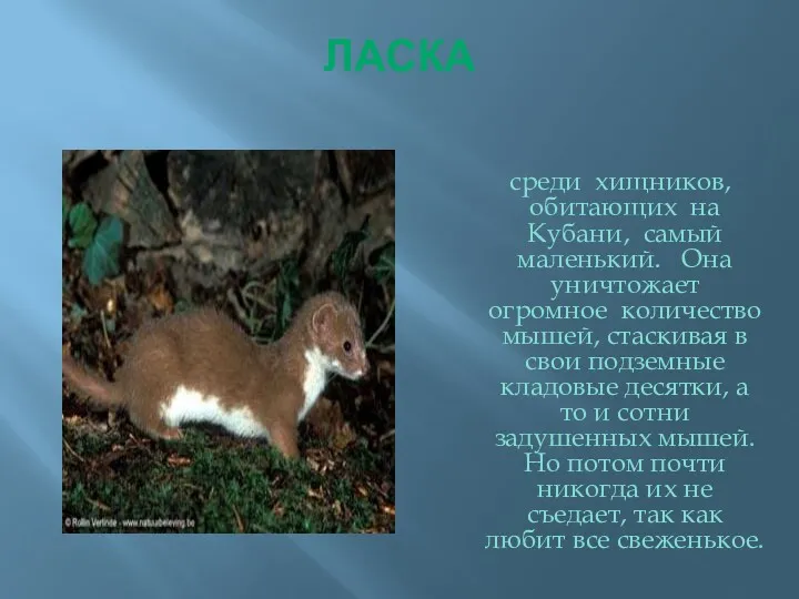 среди хищников, обитающих на Кубани, самый маленький. Она уничтожает огромное