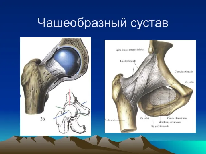 Чашеобразный сустав