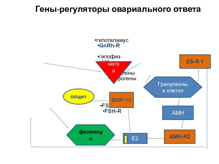 Гены-регуляторы овариального ответа гипоталамус GnRh-R гипофиз LH LH-R андрогены эстрогены