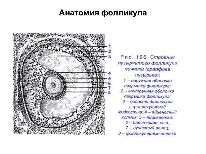 Анатомия фолликула