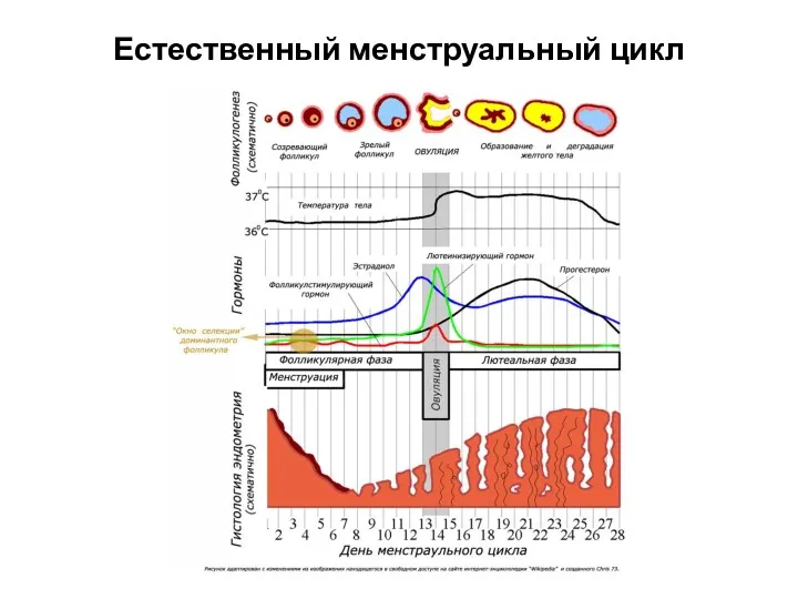 Естественный менструальный цикл