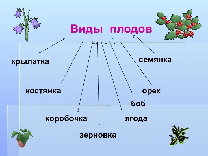 Виды плодов костянка семянка коробочка ягода орех крылатка зерновка боб