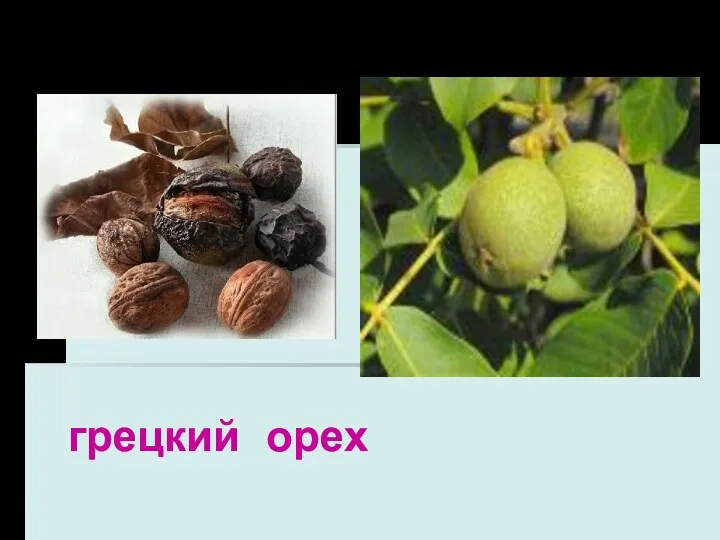 грецкий орех