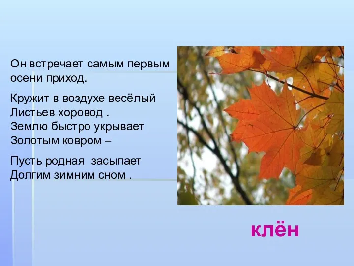 Он встречает самым первым осени приход. Кружит в воздухе весёлый