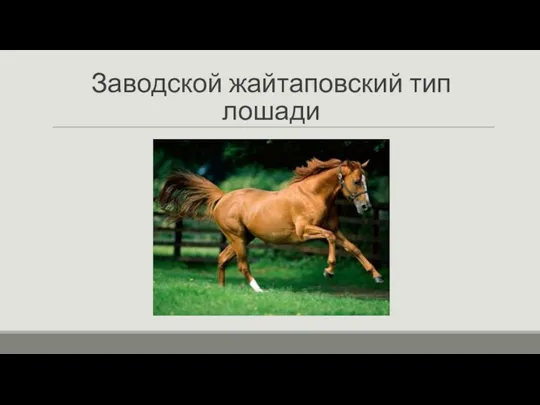 Заводской жайтаповский тип лошади
