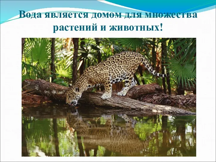 Вода является домом для множества растений и животных!