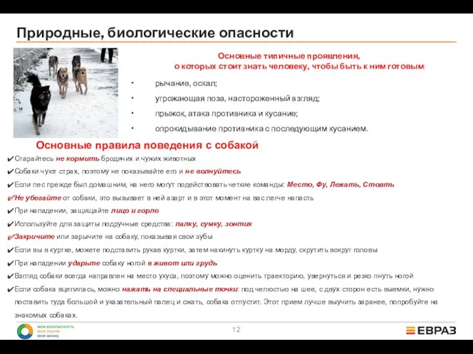 Природные, биологические опасности Основные типичные проявления, о которых стоит знать