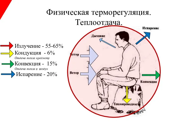 Физическая терморегуляция. Теплоотдача. Излучение - 55-65% Кондукция - 6% Отдача