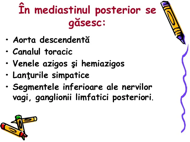 În mediastinul posterior se găsesc: Aorta descendentă Canalul toracic Venele