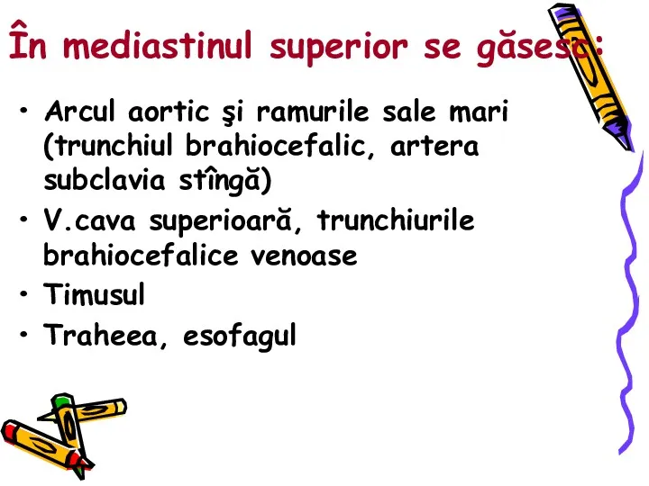 În mediastinul superior se găsesc: Arcul aortic şi ramurile sale