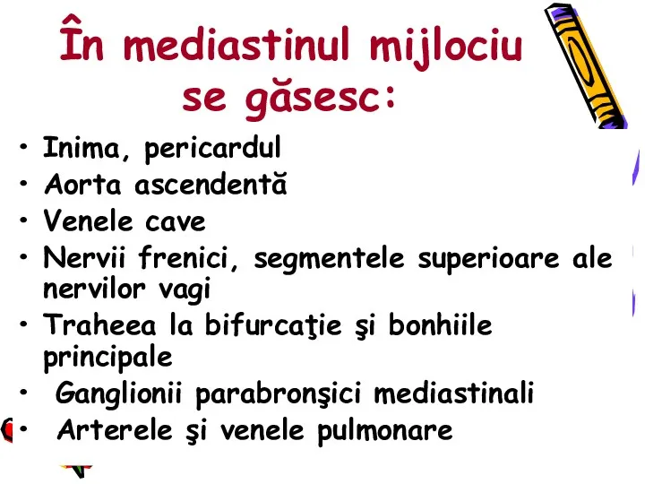 În mediastinul mijlociu se găsesc: Inima, pericardul Aorta ascendentă Venele