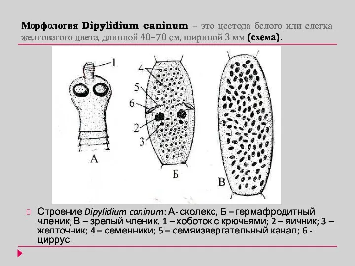 Морфология Dipylidium caninum – это цестода белого или слегка желтоватого