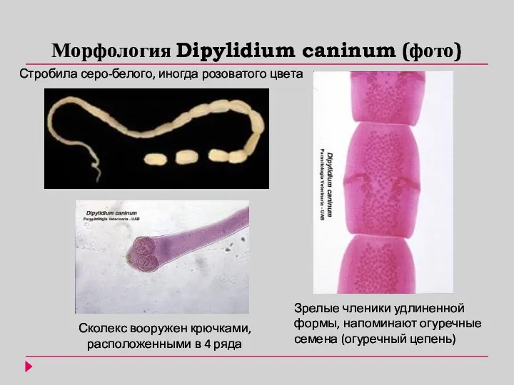 Морфология Dipylidium caninum (фото) Стробила серо-белого, иногда розоватого цвета Сколекс