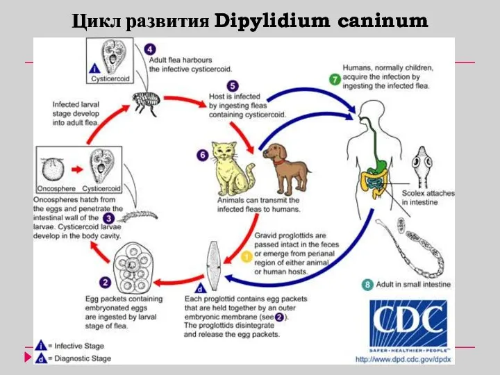 Цикл развития Dipylidium caninum