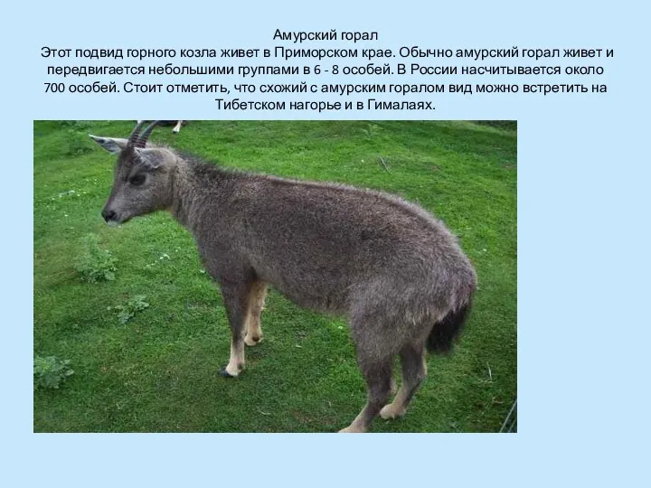 Амурский горал Этот подвид горного козла живет в Приморском крае.