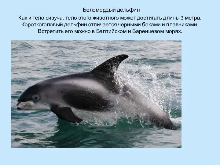 Беломордый дельфин Как и тело сивуча, тело этого животного может