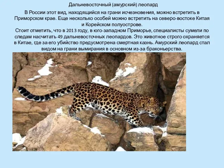 Дальневосточный (амурский) леопард В России этот вид, находящийся на грани