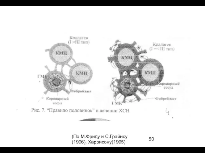 (По М.Фриду и С.Грайнсу (1996), Харрисону(1995)