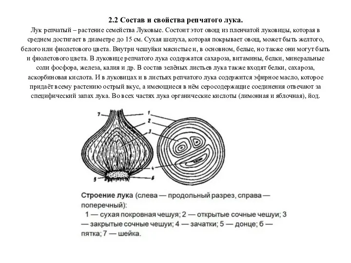 2.2 Состав и свойства репчатого лука. Лук репчатый – растение семейства Луковые. Состоит